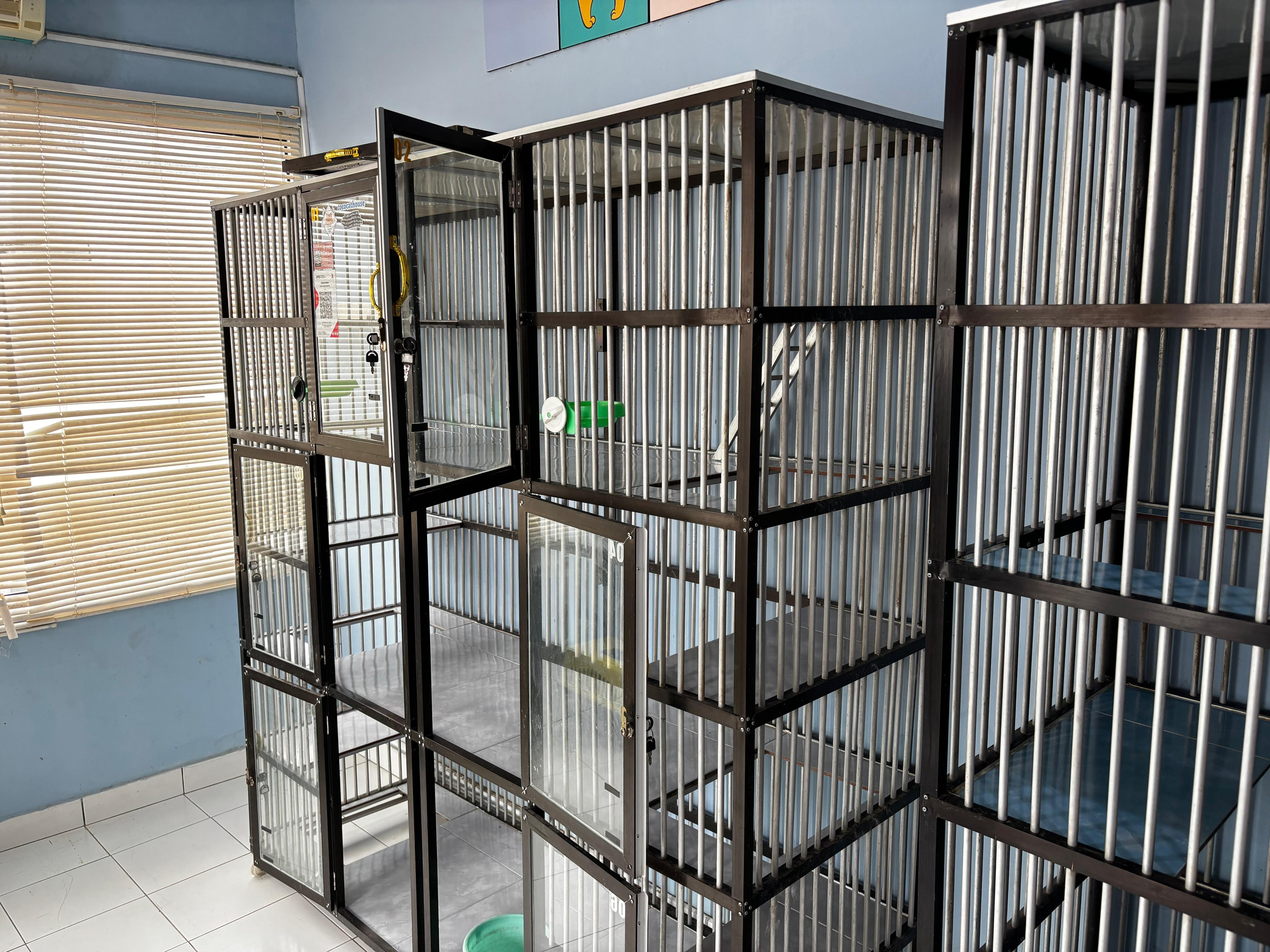 Cat Hotel Room